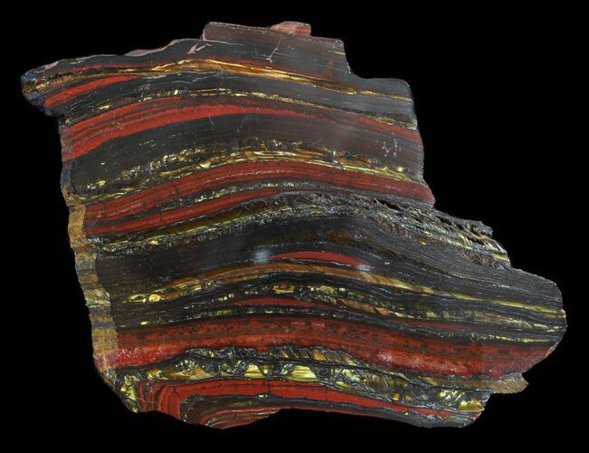 Polished Tiger Iron Stromatolite - ( Billion Years) #62726